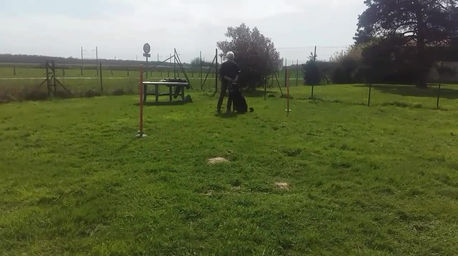 Dressage Marche aux pieds, ne pas tirer en laisse